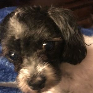 Meet your Posher, Carrie